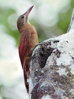 Red-billed Woodcreeper