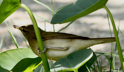 Blyth's Reed Warbler