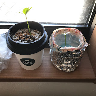 鉢上げした土植えのレモンとスポンジに植えた水栽培のレモン