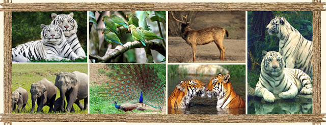  Wildlife Sanctuaries in India