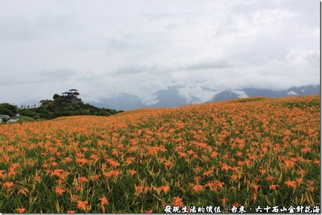 台東六十石山金針花海07