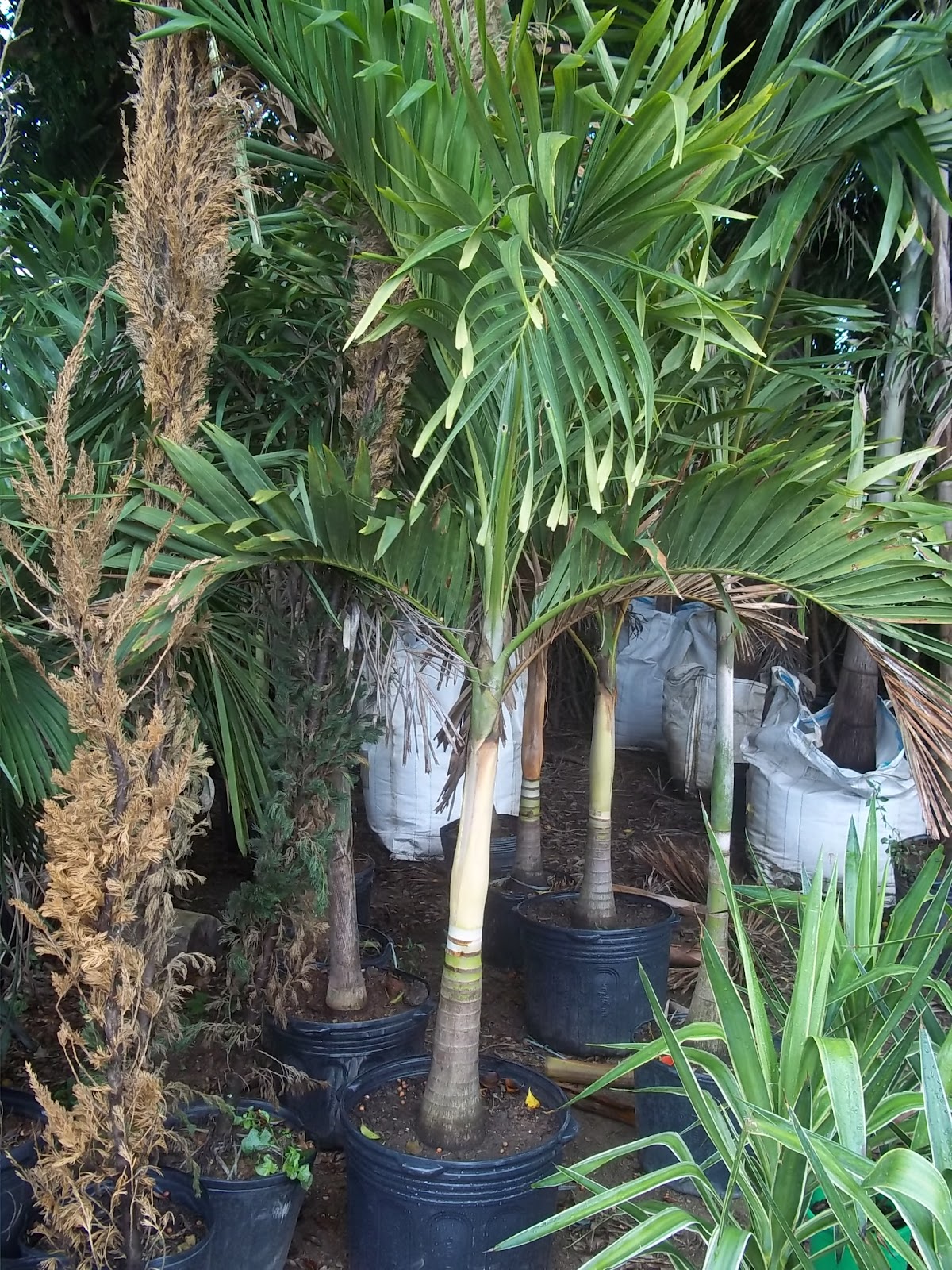 Floricultura e Paisagismo: palmeiras ornamentais