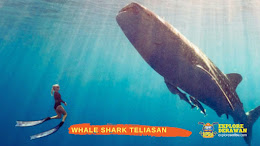 whale shark point Talisayan