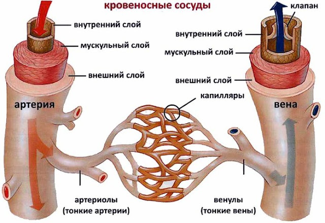 Мышечный слой стенки сосуда