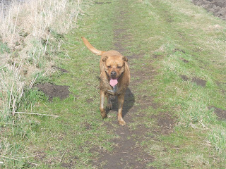 Sheba running towards me.