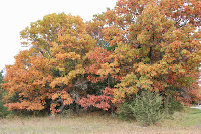 typical oak leaf colors