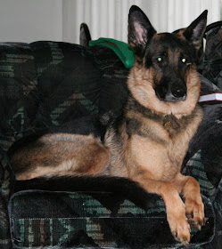 Cora, beloved German Shepard, part of the family forever :: All Pretty Things