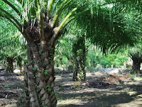 Perkebunan kelapa Sawit Di Oku Timur
