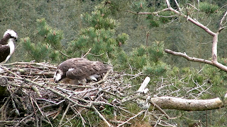 feeding chick proud dad looks