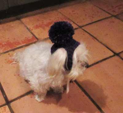 The pompom on this dog hat is bigger than the dog!