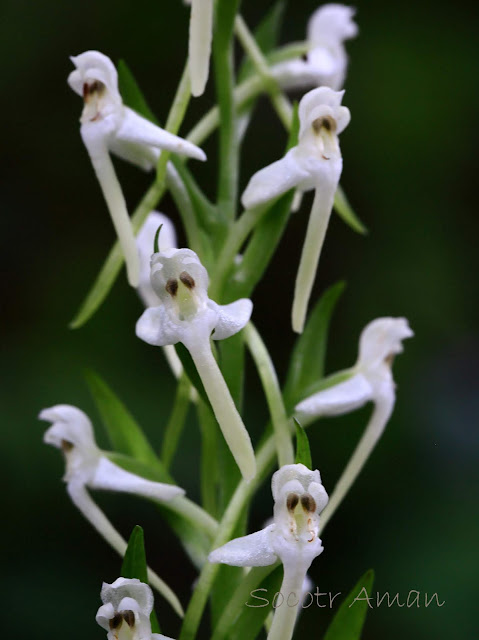 Platanthera japonica