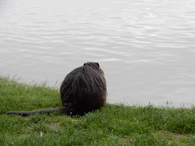 セッラヴァッレ公園内のヌートリア