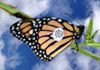 Monarch Butterfly Trust