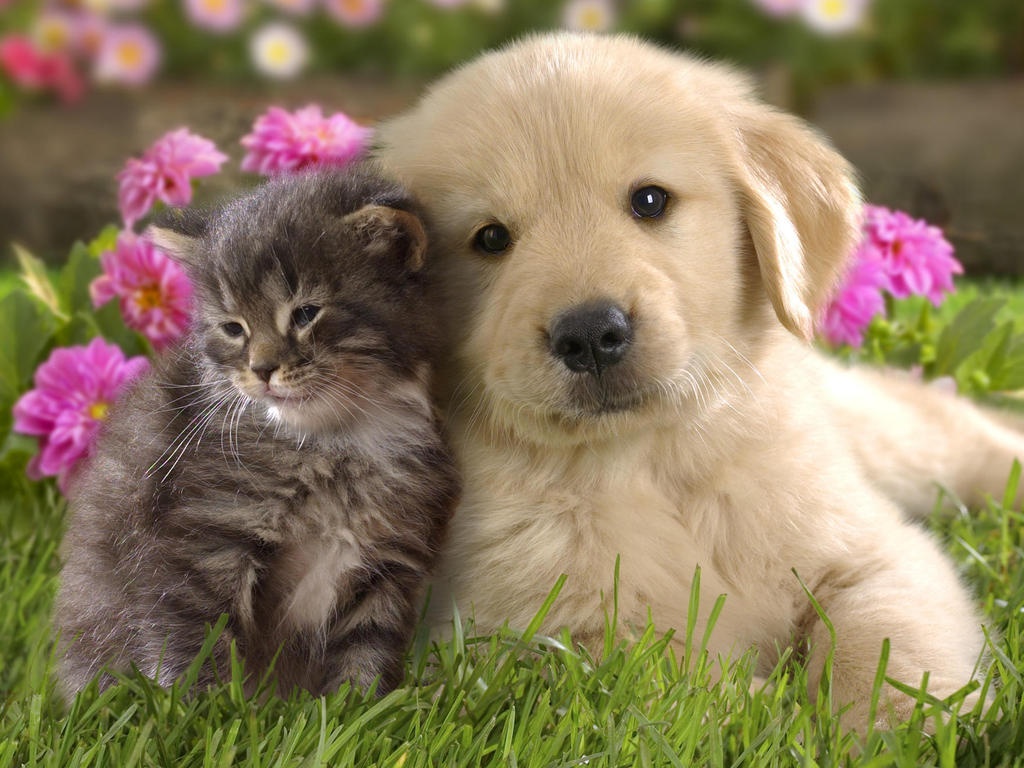 Kittens and Puppies  New Photos  Funny And Cute Animals