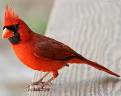 "Burung Cardinal"