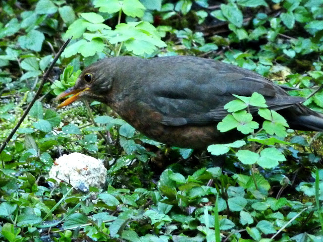 Turdus merula