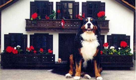 Dog-House-amarjits (14)