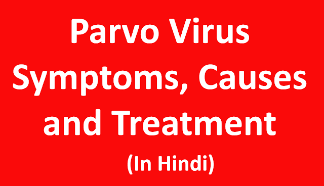 parvovirus,parvo symptoms in dogs,parvovirus treatment in dogs,parvo treatment at home in hindi,parvovirus sysmptoms in dogs,pargo bimari dog in hindi