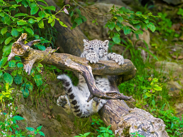 Mohan doing acrobatics! by Tambako the Jaguar from flickr (CC-ND)