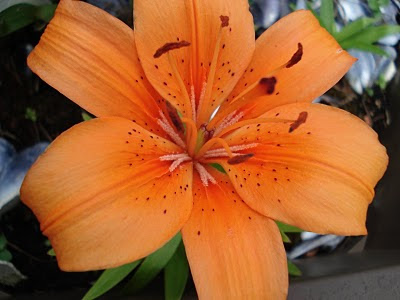 orange lily