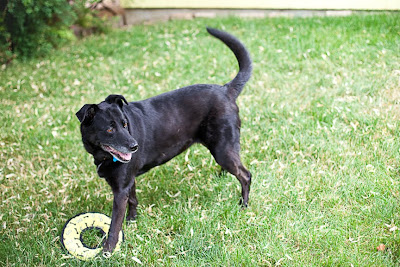 the black dog chloe in the yard with a toy