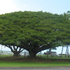 Rain Tree Fruit / Manchineel Wikipedia - Use them in commercial designs under lifetime, perpetual & worldwide rights.