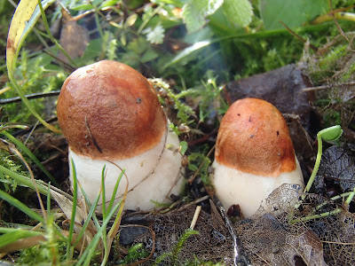  Leccinum aurantiacum koźlarz czerwony