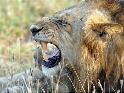 Lion - Les principales raisons de visiter l’Afrique du Sud