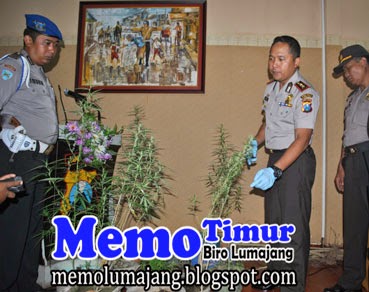 Ganja Segar Libatkan Pegawai Dinas Pengairan