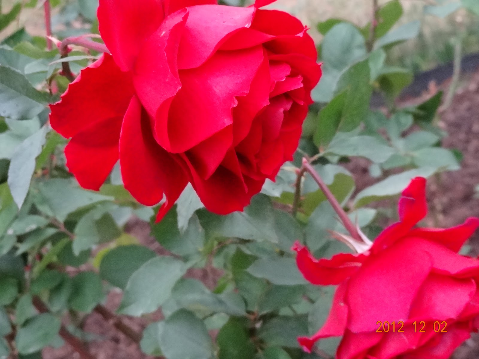 和の花だより 冬薔薇 ふゆそうび