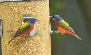 Painted Bunting (Passerina ciris)