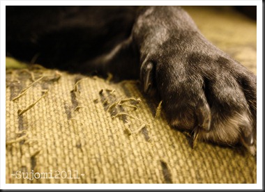 2011 12 26 _MG_8371w
