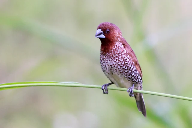 Scaly-breasted Munia (Lonchura punctulata)