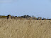 The old Westwood Marsh Pumping Mill