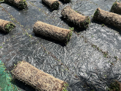 Malaysian Grass Carpet