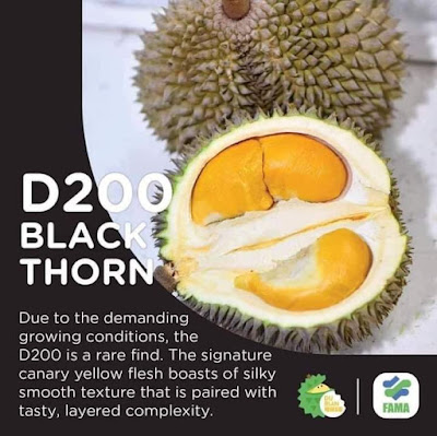 8 Gambar Kenali Durian Yang Popular Dan Beza Rasanya