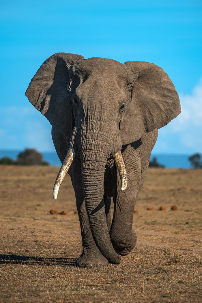 فيل افريقي ضخم يمشي