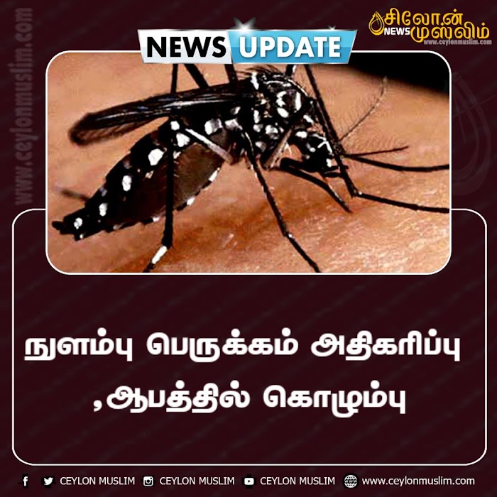 நுளம்பு பெருக்கம் அதிகரிப்பு ,ஆபத்தில் கொழும்பு