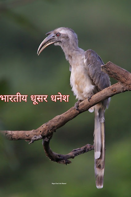 https://rupaaooskiekboond.blogspot.com/2023/09/state-bird-of-chandigarh-indian-grey.html