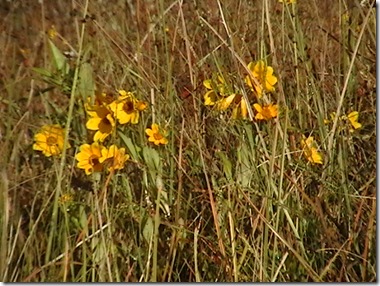 IMGA00962
