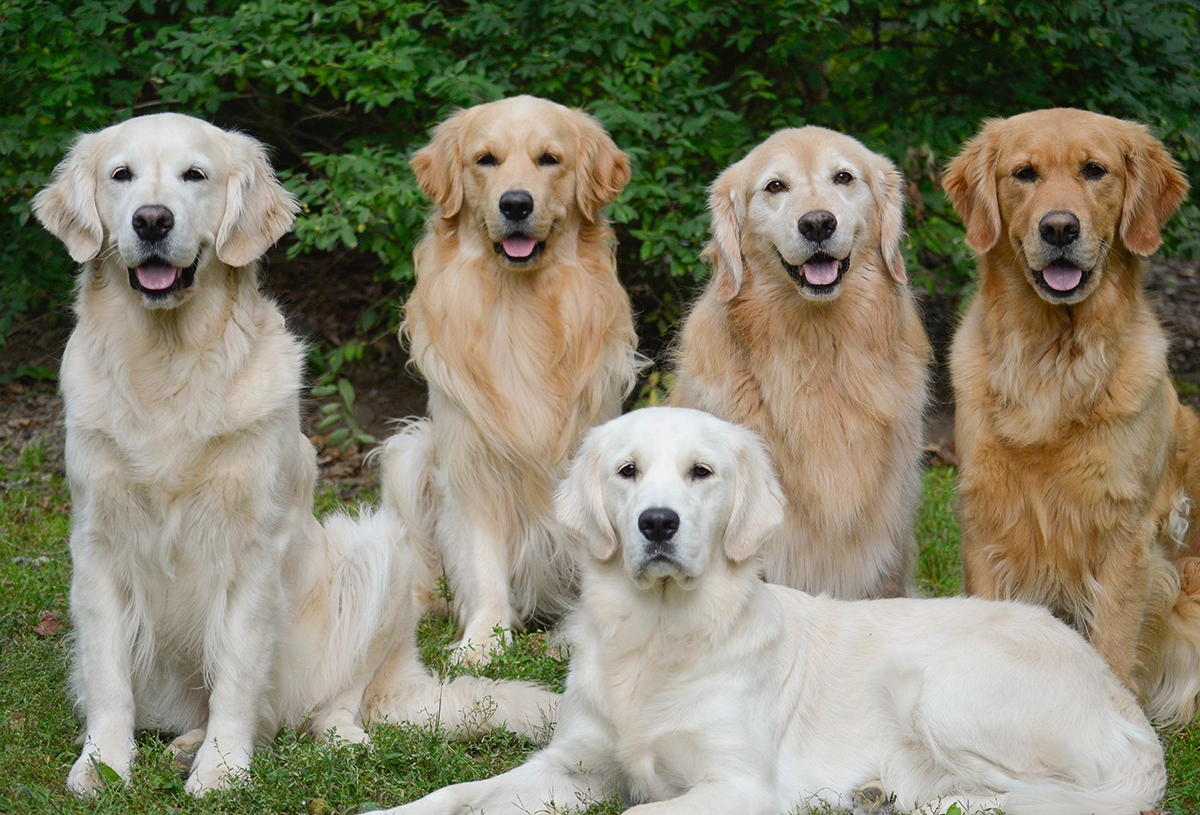 Golden Retriever - Group Of GolDen Retrievers Showing Different ShaDes ResizeD