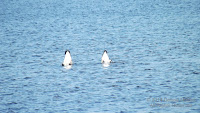 Canada geese at Dalvay-by-the-Sea, PEI National Park, by Denise Motard, July 16, 2016