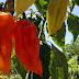 Ghost pepper burns hole in man's esophagus