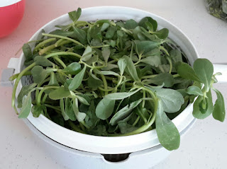 purslane is one of the perfect greens of Keto Diet Program 