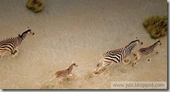 Zebras_ROW1968304150