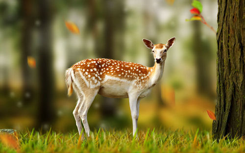 El pequeño venado - Little deer - Cerfs - Bambi