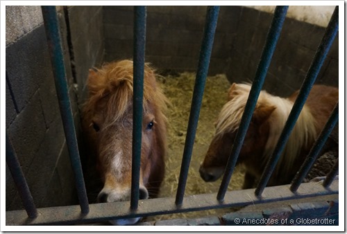 Ponies at the stables