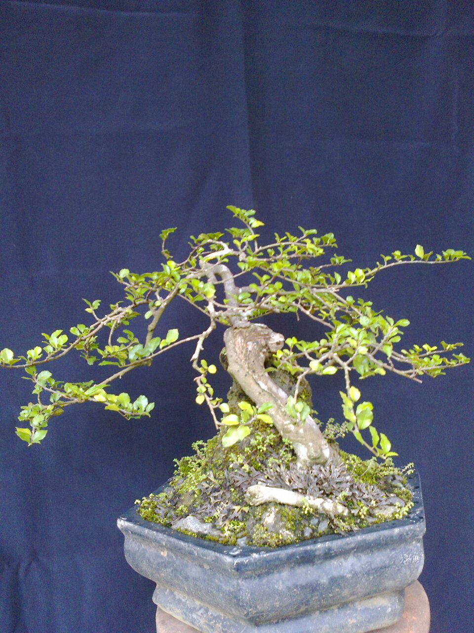 artaprso Bonsai Serut Bakalan 