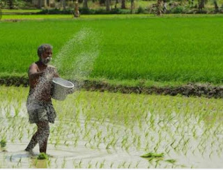 Rice cultivation in india