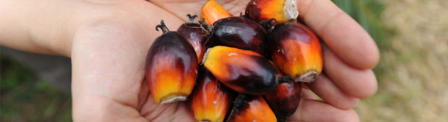 Oil Palm fruits